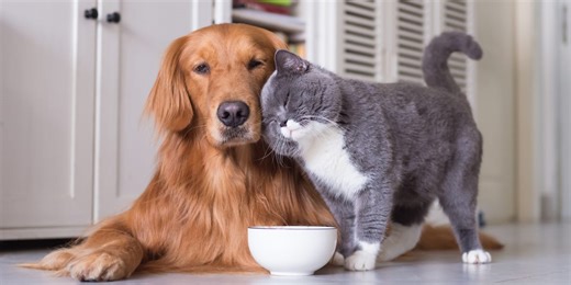 7 adorable cat breeds that are good with dogs