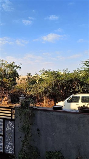 morning in birds singing 😍 #birds #nature #morning