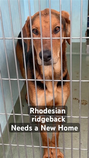 How You Can Help Save Stray Dogs #adoptdontshop #adoptstrays #dogrescue