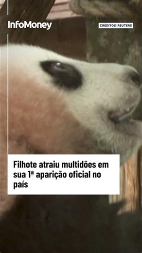 Primeiro panda gigante nascido na Indonésia