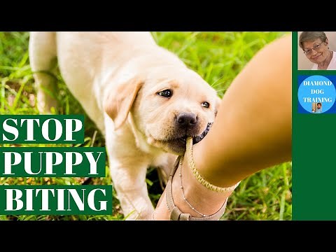 The Secret to Stopping Puppy Biting Ankles While Walking