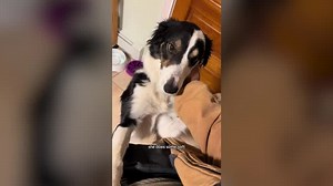 What It Means When Your Dog Jumps Up on You, According to a Pet Trainer