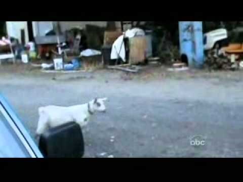 AFV - Fainting (Scared) Goat