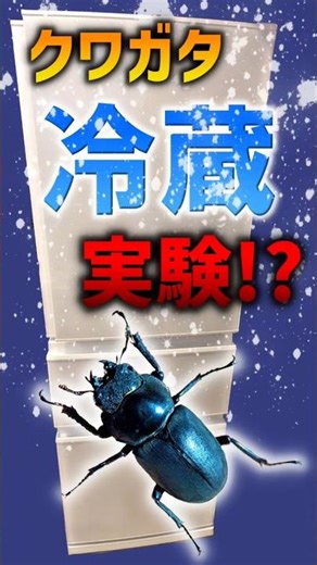 Stag beetles forced to hibernate in the refrigerator!? [Dorcus stag beetle]