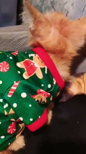 The cat who became the Grinch #grinch #cat @philippineantics