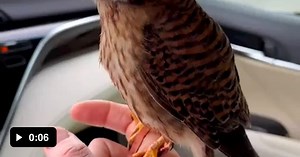 Mini hawk launched from car. Attacks an unsuspecting invasive speicies bird. - Video