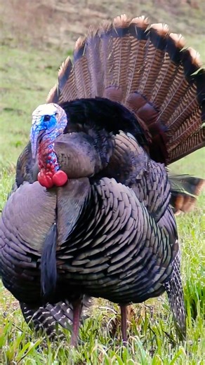 Strutter up close and personal! #Turkey #Hunting #SpringGobbler #Shorts #TurkeyHunting