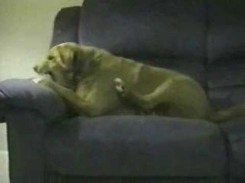 Dog Biting Its Leg