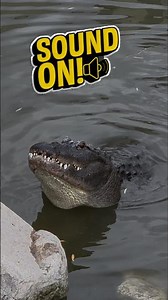 Gator Bellowing!