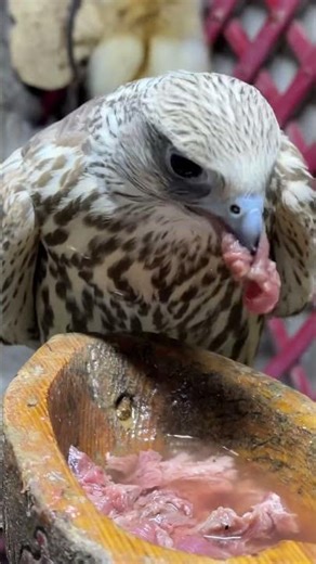 This Falcon Devours Raw Meat Like a Killer 😱🦅 | Shorts
