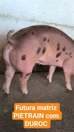 RBSUINOS showcasing the quality of swine genetics. #swinefarming #breeding #farm