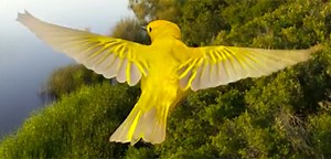 Official Trailer for 'Wings Over Water' IMAX Nature Doc About Birds | FirstShowing.net