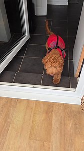 Mam also got me a new coat, it better than the black one which doesn't cover my whole back . Bargain at home bargains £3.99 get a large! | Cockapoo called Teddy