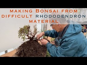 Making Bonsai from Difficult Rhododendron