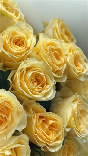 Ke krásnému autu,krásná květina 🌸❤️🌸 #kytkaproradost #flower #horovice #kvetiny #ruze | Antheia