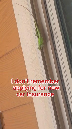 Found a new friend!!! #reptiles #lizard #gecko #geico #funny #humor #shorts #youtubeshorts