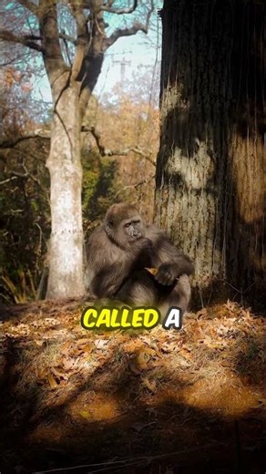 Top 5 Amazing Gorilla Facts 🦍