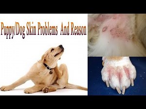 Pet care | Puppy/Dog Skin Problems | Reason | Precaution | BHOLASHOLA | Harwinder Singh Grewal