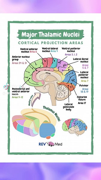 Get to know the major thalamic nuclei with this diagram #neuro #neuroanatomy #anatomy #medschool