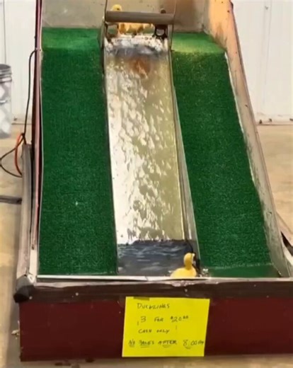Duck Water Park! 🦆