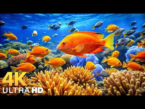 AQUARIUM 4K (ULTRA HD) - Beautiful Fish Swimming & Colorful Sea Life Video 🐠 Deep Sleep Music #3