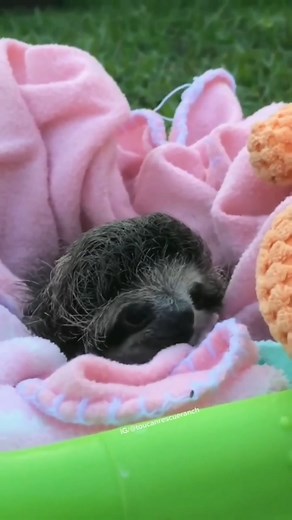 1.1K views · 62 reactions | Cute baby sloth #sloth #slothsunday #slothsquad | It’s a ducky thing | Facebook