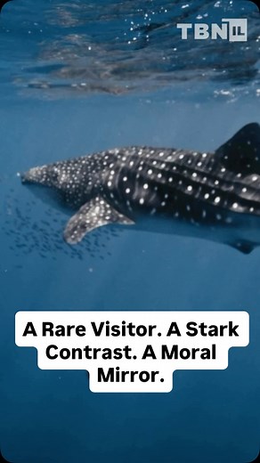 A peaceful whale shark entered Israeli waters. We protected it. Opened a path. Escorted it south. Then it reached Gaza. They killed it. Cut it. Ate it. This isn’t just about a shark. It’s a mirror. Two worlds. Two values. One preserves life. One destroys it. Full story now on TBN Israel YouTube. #BootsOnTheGround #YairPinto #TBNIsrael #WhaleShark #Gaza #Hamas #ProtectLife #MiddleEastNews #CeasefireViolation #October7 | TBN Israel