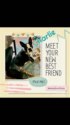 Remember Charlie? The brave 7-month-old pup who came to us with a fractured femur? Thanks to expert care, a successful pin placement, and weeks of crate rest and leash walks, Charlie is healing beautifully! ❤️‍🩹 He’s now entering the final stretch of recovery: 🔹 Pin removal in 2 weeks 🔹 Neuter surgery shortly after 🔹 Ready for adoption about a month from tomorrow! Charlie is currently being fostered in Lufkin, TX and will be ready to move into his forever home once he’s healed. He’s smart, a