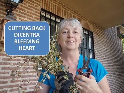 CUTTING BACK BLEEDING HEART / DICENTRA SPECTABILIS