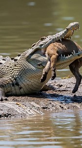2.6M views · 14K reactions | Wolf Pack Saves Cub From Being Eaten Alive By Crocodile! #rescue #wildlife | Paul Vu | Facebook