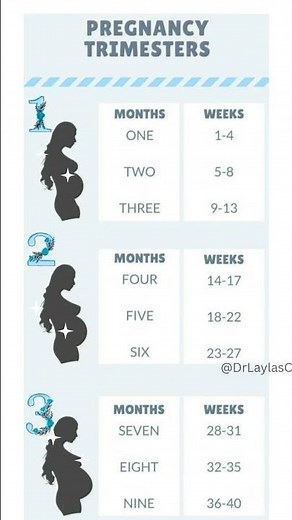 Your Pregnancy By Weeks, Months and Trimester