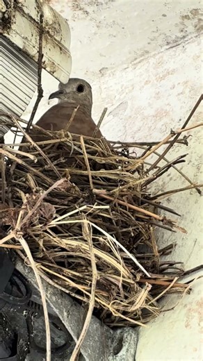 Câmera de segurança proteção para todos 🙈