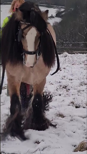 Silk Wood Ponies Stud - Breeder Cob Traditional Cob Stallion