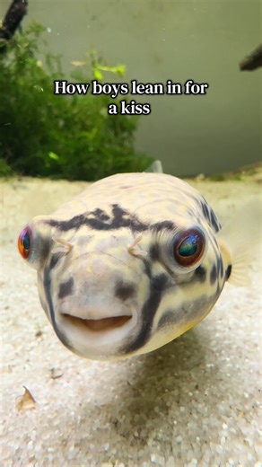 Why This Pufferfish Behavior is So Accurate