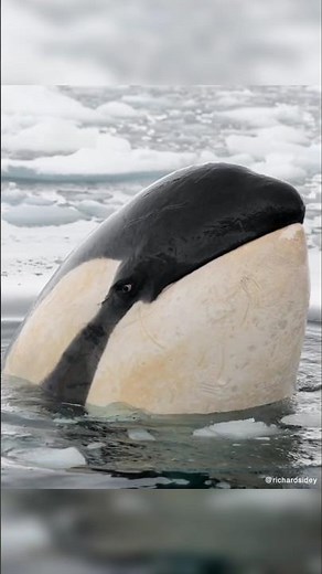 Orca eyes are lowkey the scariest thing in the ocean