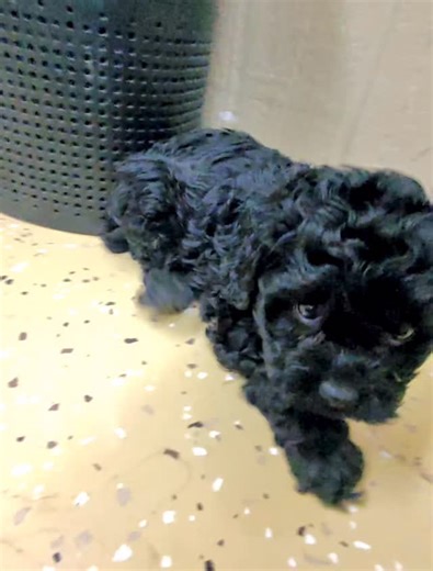 Female Cockapoo 😃 | Homestead Cockapoos