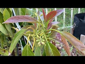 San Diego GEM Avocado tree - 3yr old