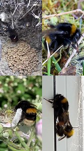Eek! 2025 is almost over, so what have bumblebees been up to this year? ❄️ Bumblebee queens spend the entire winter hibernating alone in the soil. 👑 They emerge from hibernation in spring, when rising temperatures and longer days wake them. 💤 When a queen emerges, she spends some time resting to wake up properly. 🌷 Once fully awake, she feeds on flowers to gain energy. 🏠 Then begins the search for a suitable nest site: holes in the ground, long grass, bird boxes and beneath garden sheds. 🌼 