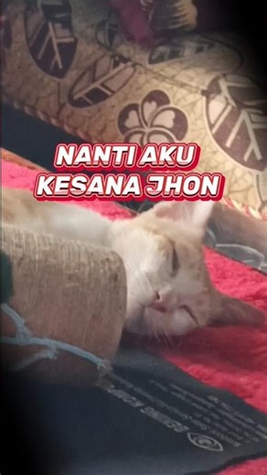 Two Male Cats Make a Secret Plan 😼✨. #shorts #cats