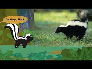 Meet the Animals || The Black and White Stinkers of the Animal World || Skunks🦨🦨