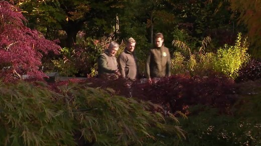 Les érables du Japon de la pépinière Choteau près de Binche - RTBF Actus