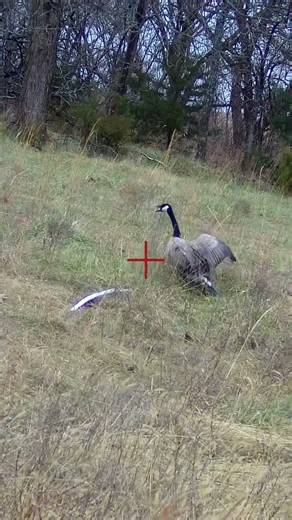 Pond jump with a ShotKam#hunting #goosehunting #pondjumping #geese