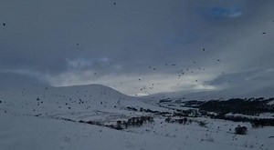 A spectacular sight over our moors this week!! Grouse are now coming together in packs moving away from their own territories to find food on other areas to survive though the winter months. This is making it a feeding ground for raptors! Here a Goshawk is taking full advantage of the sky full of food! This number of grouse like on many estates are proving vital for our raptors survival over the winter ❄️ #redgrouse #goshawk #onthemove #feast #wehavewildlife #wehaveraptors #survival #pack #ourmo