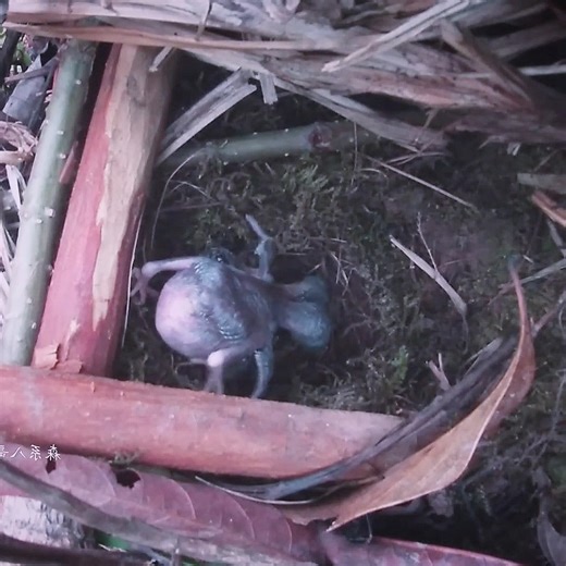 14K views · 217 reactions | The cuckoo pushes the bird, and with a little more effort, it can push out | Natural Bird Check | Facebook