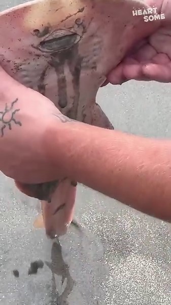 Hero Alert! This Kind Soul Rescued A Stingray Stuck In The Mud!