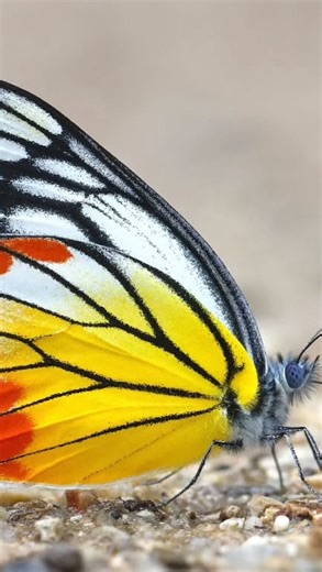 Meet Money Max 🤑 If you’ve ever wondered what type of printer I use for small, in-house prints? It’s an #Epson XP-970🖨️ #ibeemakingstuff #fineart #art | Ibeemakingstuff