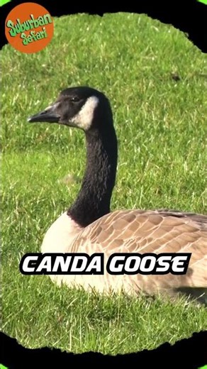 Who's That Animal?: Flying Edition #animals #wildlife