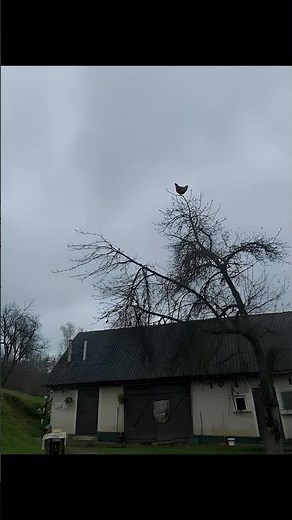 Screaming Chicken on a Tree Meme #shorts #memes #fyp #viral