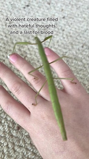 The Deadly Indian Stick Insect - A Silent Predator