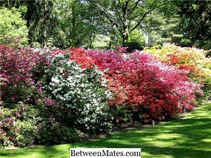 Unterschiede zwischen DLL und PLL Unterschied zwischen - Andere 2026